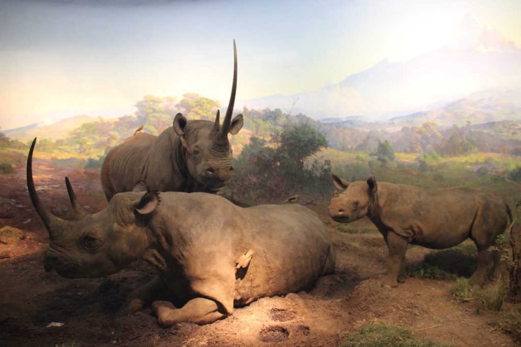 Nashörner im American Museum of Natural Art