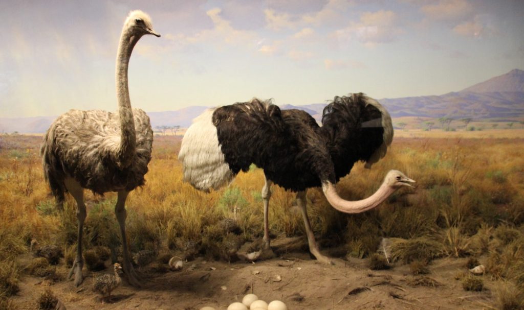 Sträuße im American Museum of Natural Art