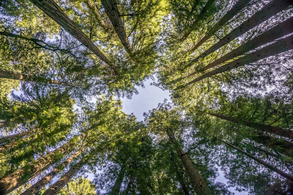 Muir Woods Nationalpark