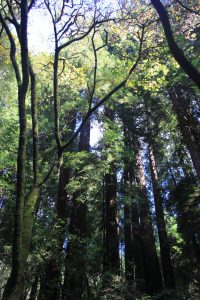 Muir Woods National Park Küstenmammutbäume