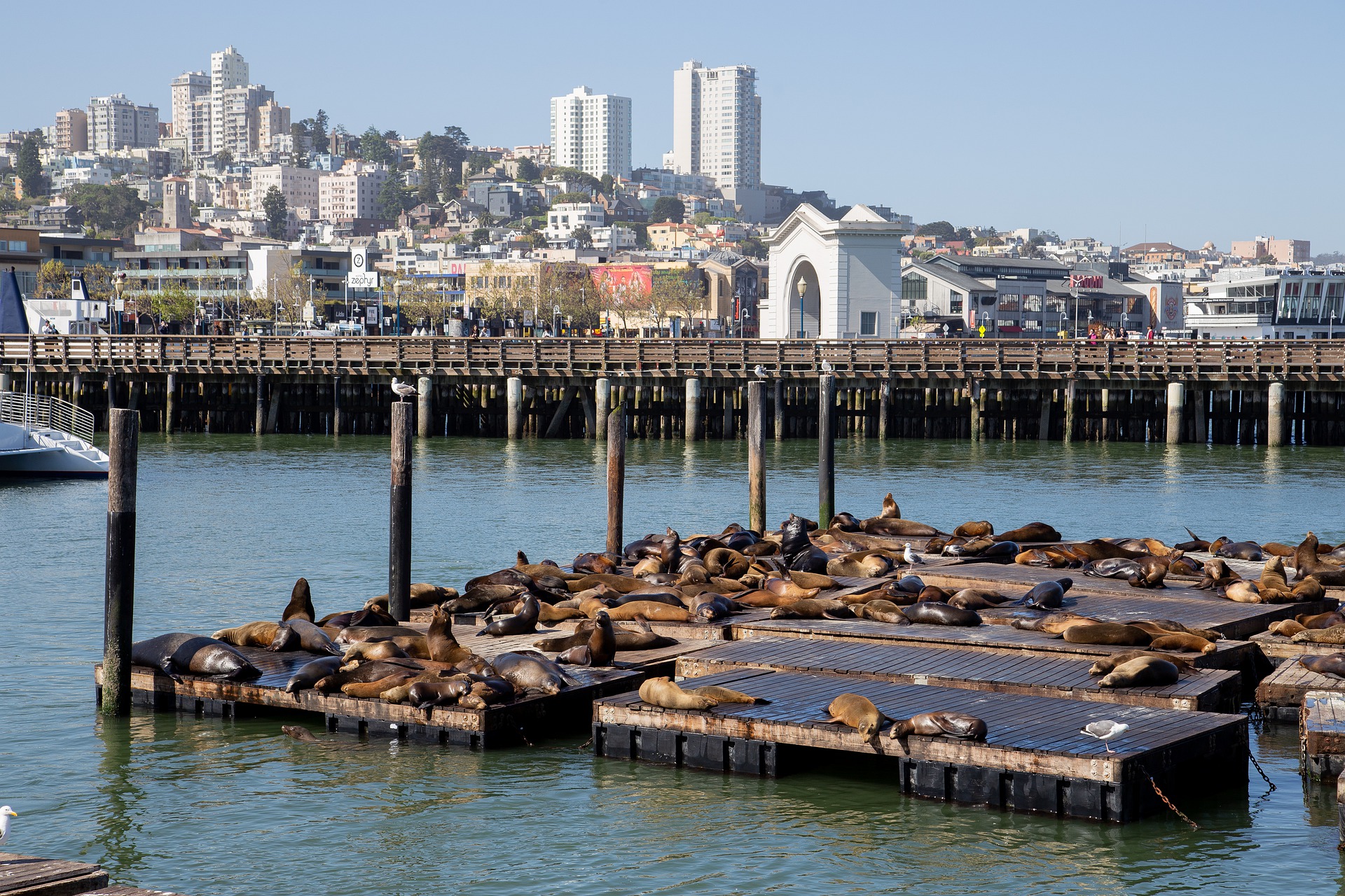 Pier 39 Seelöwen In San Francisco Usa