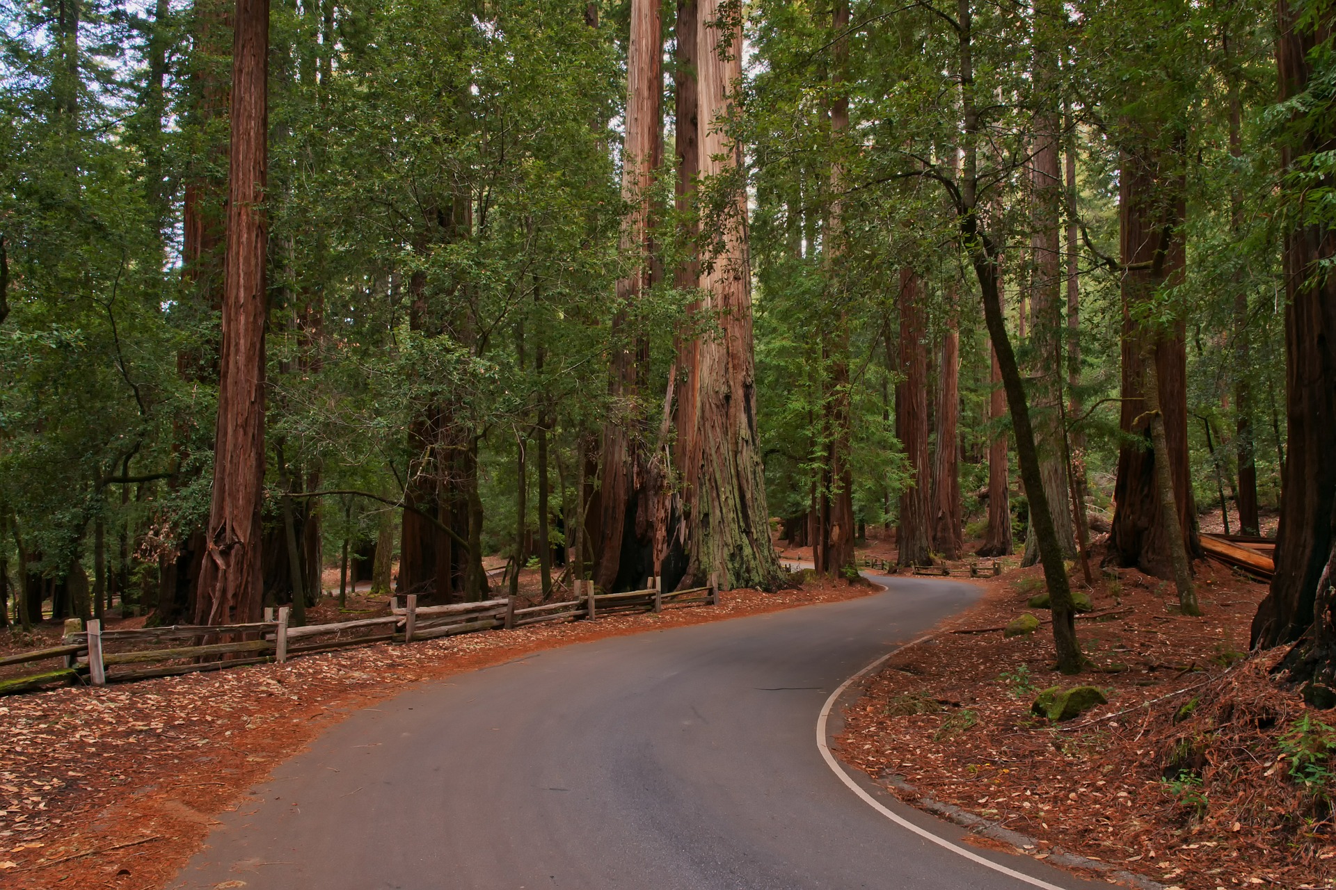 Redwood Nationalpark Küstenmammutbäume im Norden Kaliforniens