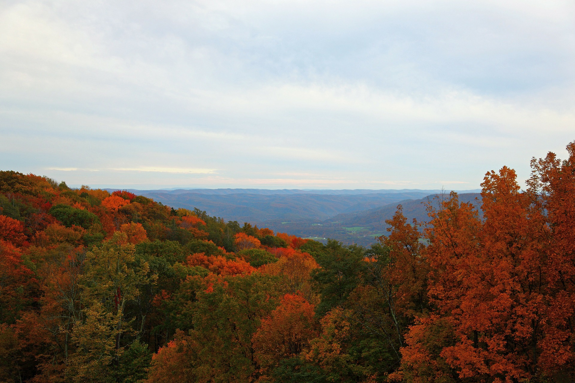 Wald in West Virginia